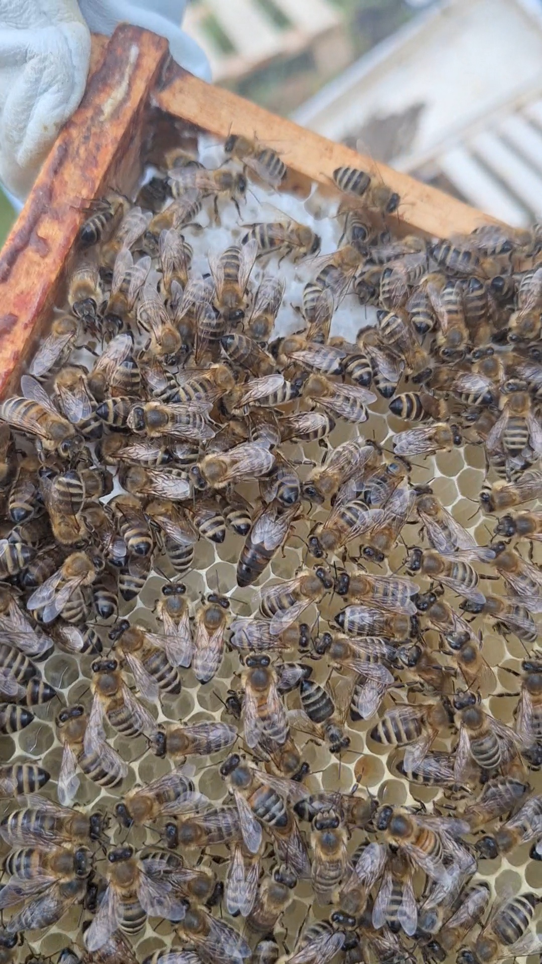 Bild: Bienenkönigin mit Arbeiterinnen